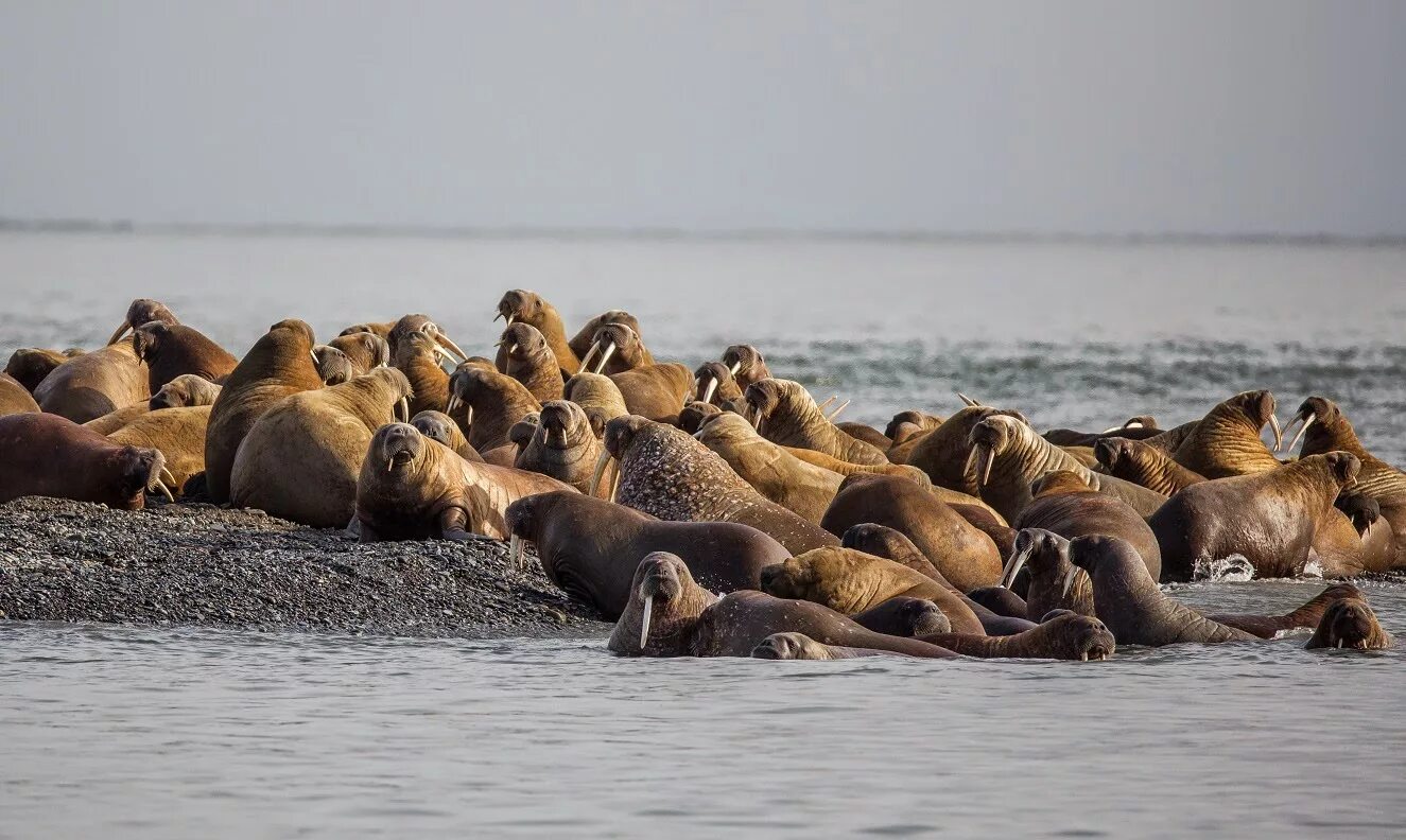 печорское море моржи. лежбища тихоокеанского моржа остров врангеля. колония моржей. много моржей. остров врангеля заповедник моржи.