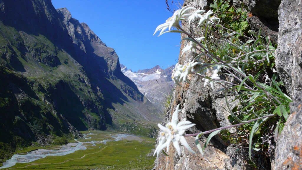 Цветок Эдельвейс Альпийский. Эдельвейс Приэльбрусье цветок. Эдельвейс горный Алтай цветок. Эдельвейс принцесса Альп.