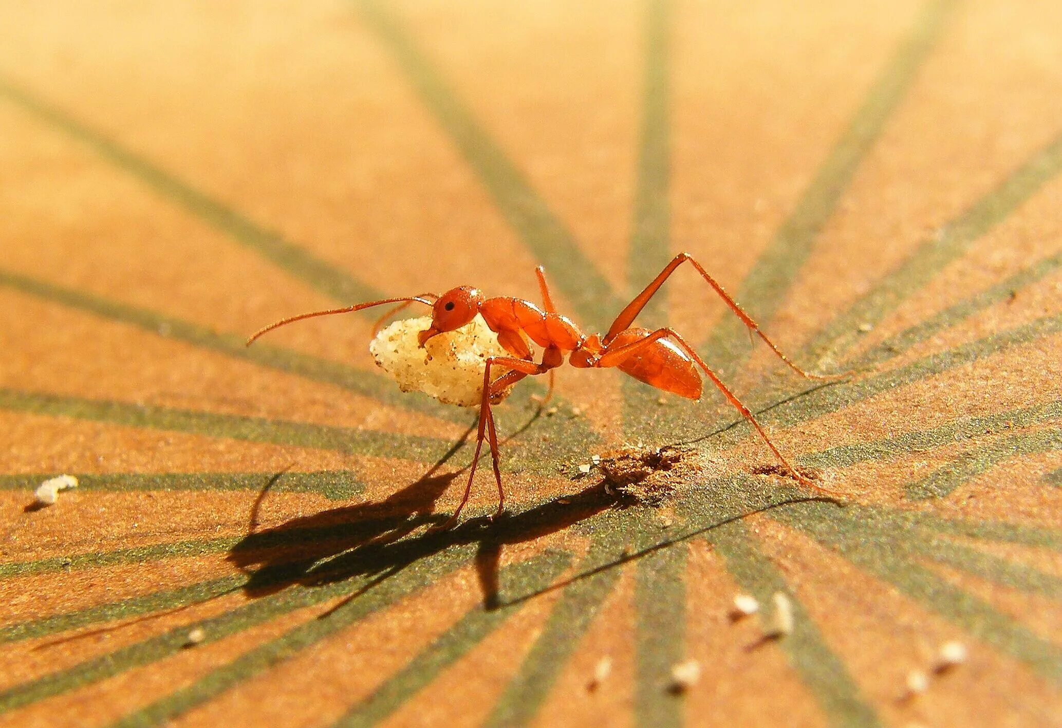 Use ant