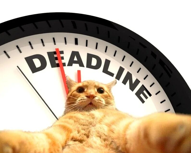 Дедлайн. Дедлайн картинка. Дедовйн. Кот дедлайн. Meet deadlines