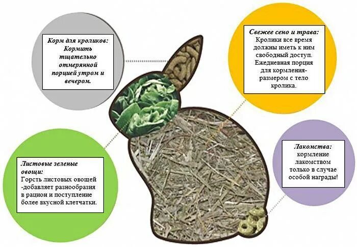 Можно ли кролику кушать. Питание декоративных кроликов. Рацион питания декоративного кролика. Диета для кроликов декоративных. Рацион питания для кроликов в домашних условиях.