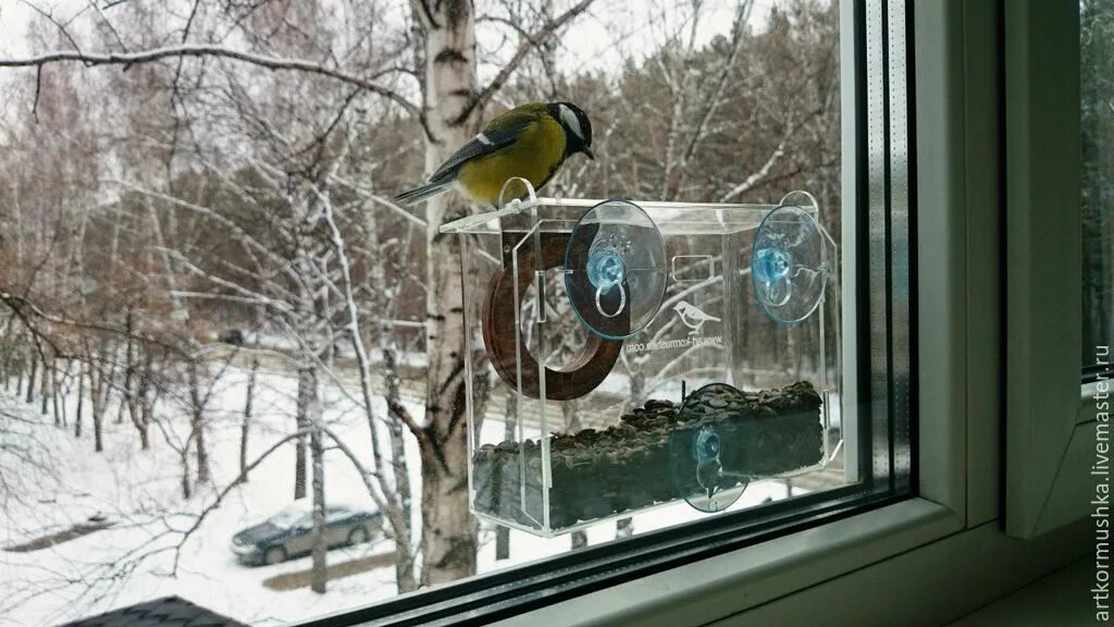 Синица на сетке окна