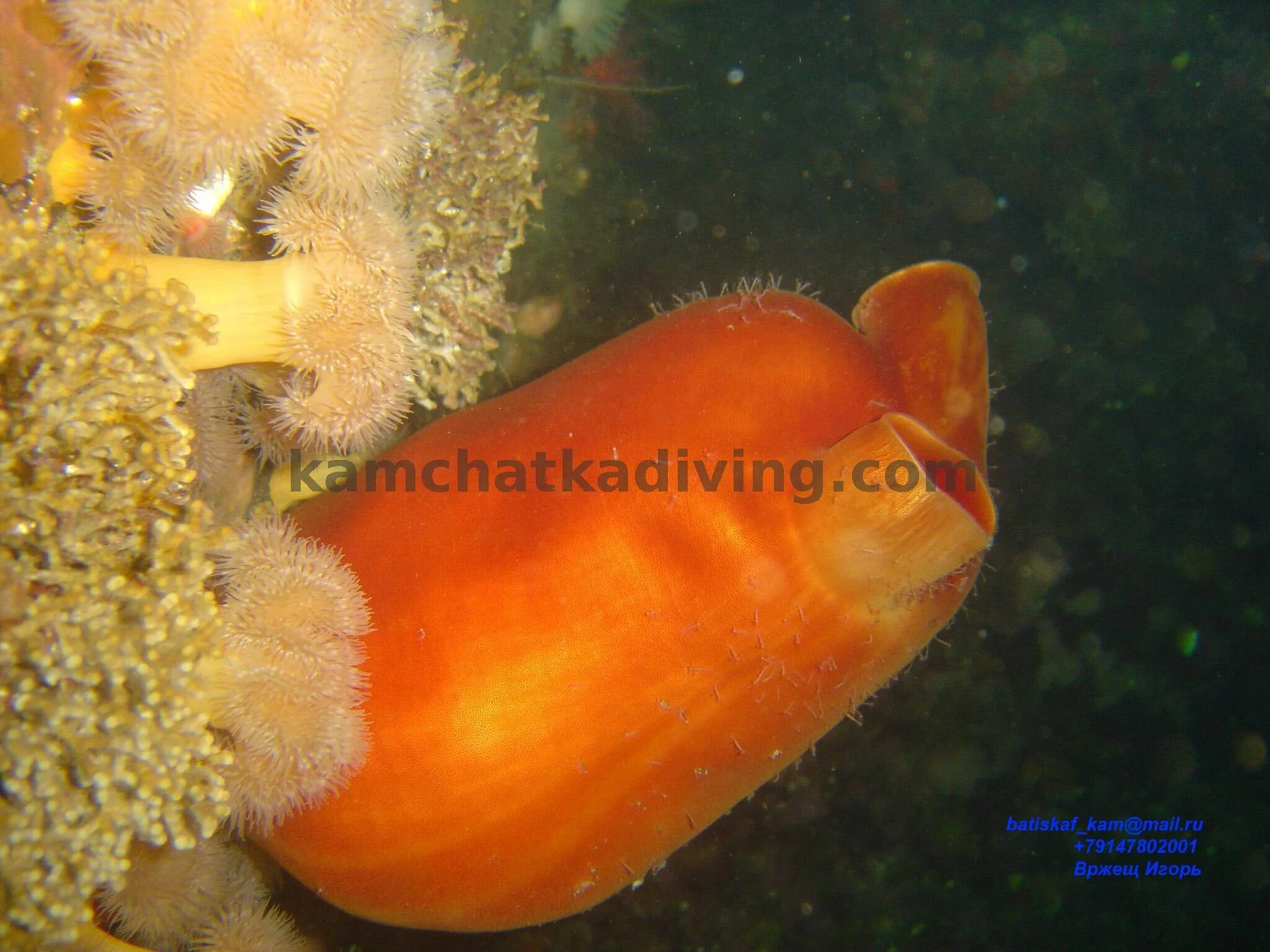 Образ жизни асцидии. Асцидия пурпурная halocynthia aurantium. асцидия бугорчатая. морские асцидии. личинка асцидии.