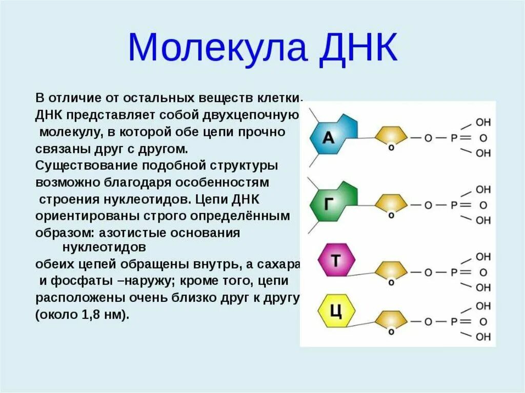 Молекула ДНК. Строение клетки ДНК. Молекула ДНК представляет собой. Структура молекулы ДНК. Отличие клетки от молекулы