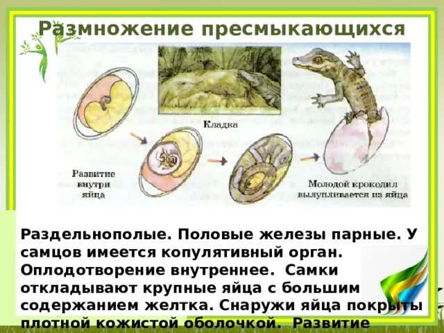 Размножение рептилий. Размножение и развитие пресмыкающихся. У рептилий половое размножение. Развитие пресмыкающихся схема.