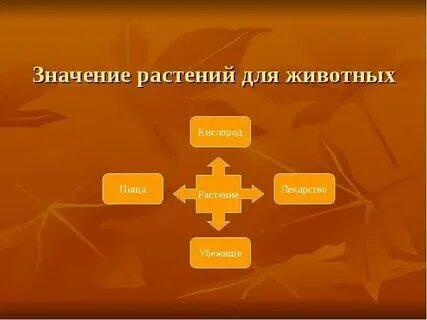 Проект значение растений в жизни человека Значение для организма растения