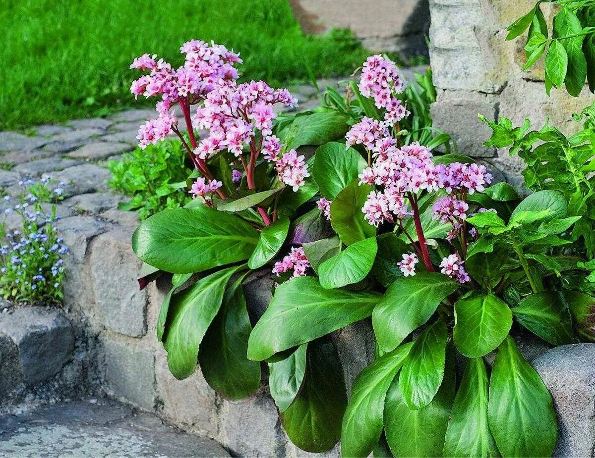 Фото и описание уход. Бадан толстолистный Bergenia crassifolia. Бадан толстолистный (в. crassifolia). Бадан Бергения. Бадан сердцелистный (Bergenia cordifolia).