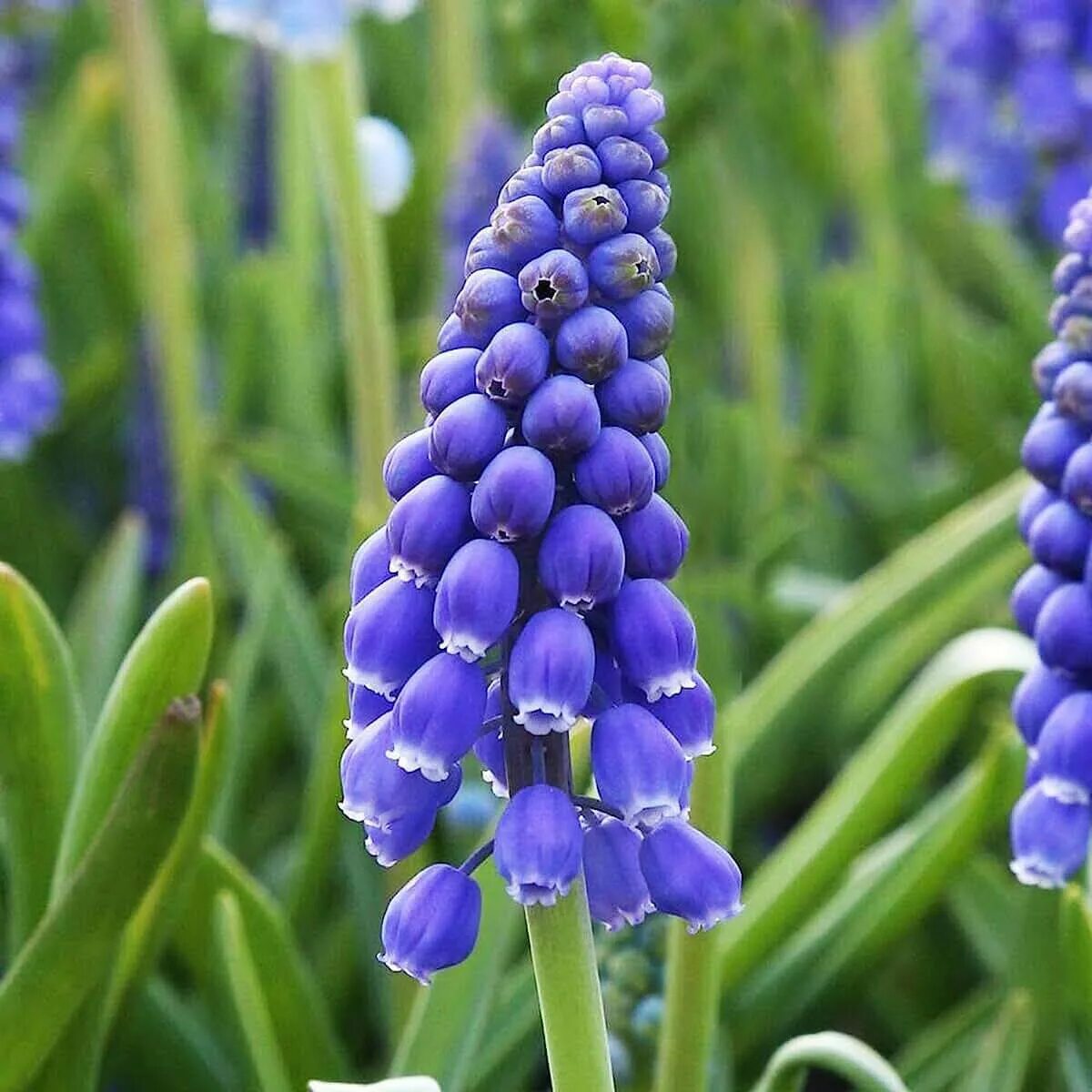 Armeniacum мускари. Мускари армянский Венус. Мускари Арменикум Muscari armeniacum. Мускари хохлатый. Гадючий лук цветы