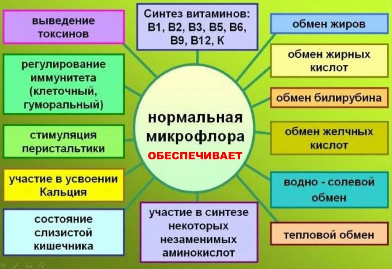 К нормальной микрофлоре относятся. Нормальная микрофлора кишечника микробиология. физиологические функции естественной микрофлоры кишечника. функции нормальной микрофлоры микробиология. основные функции нормальной микрофлоры кишечника.