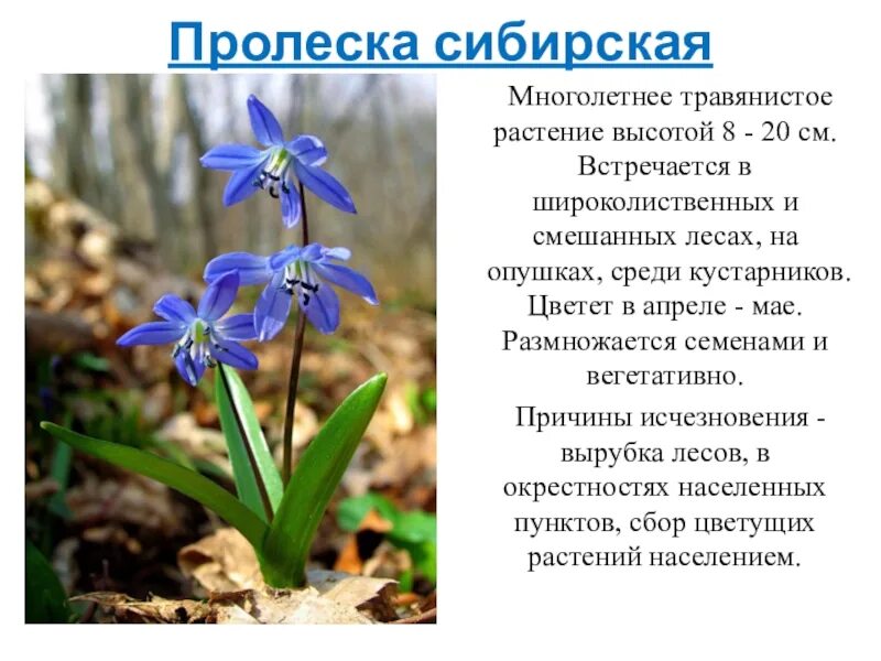 Редкие исчезающие виды растений занесены в