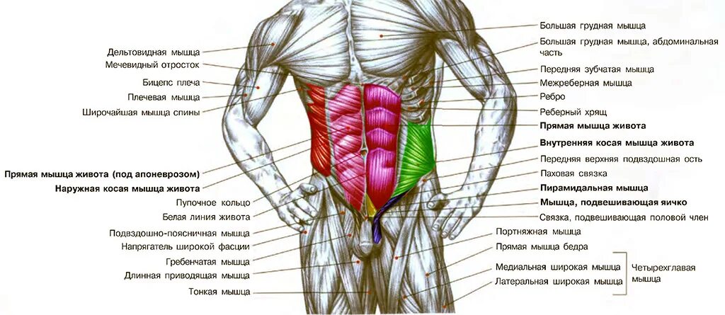 Сильно болит пресс. Мышцы живота анатомия человека. Мышцы пресса анатомия у мужчин. Пирамидальная мышца живота анатомия. Мышцы и связки живота.