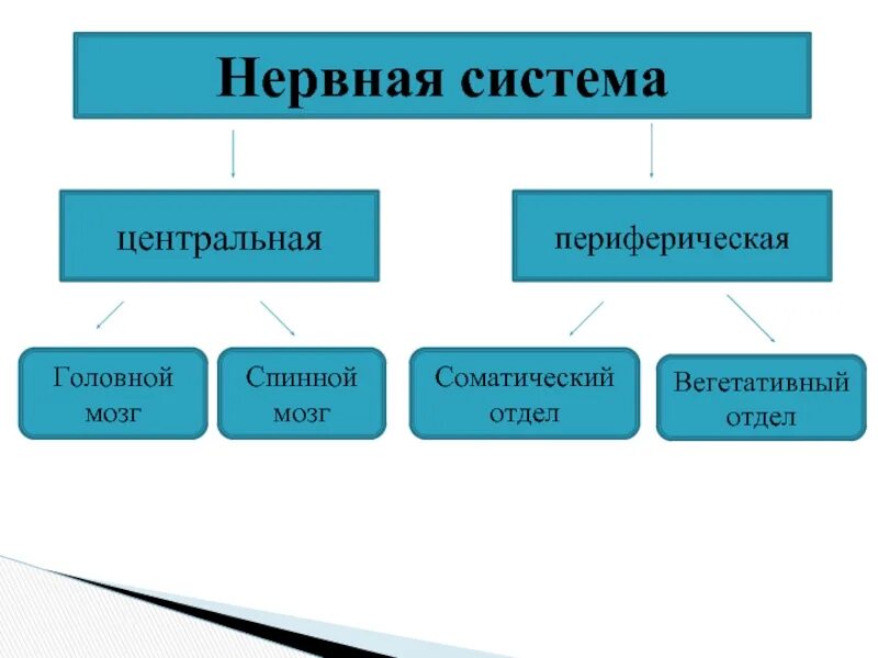 5 отделов нервной системы. Виды нервной системы человека. нервная система человека центральная и периферическая. периферическая и центральная нервная система таблица. нервная система 8 класс.