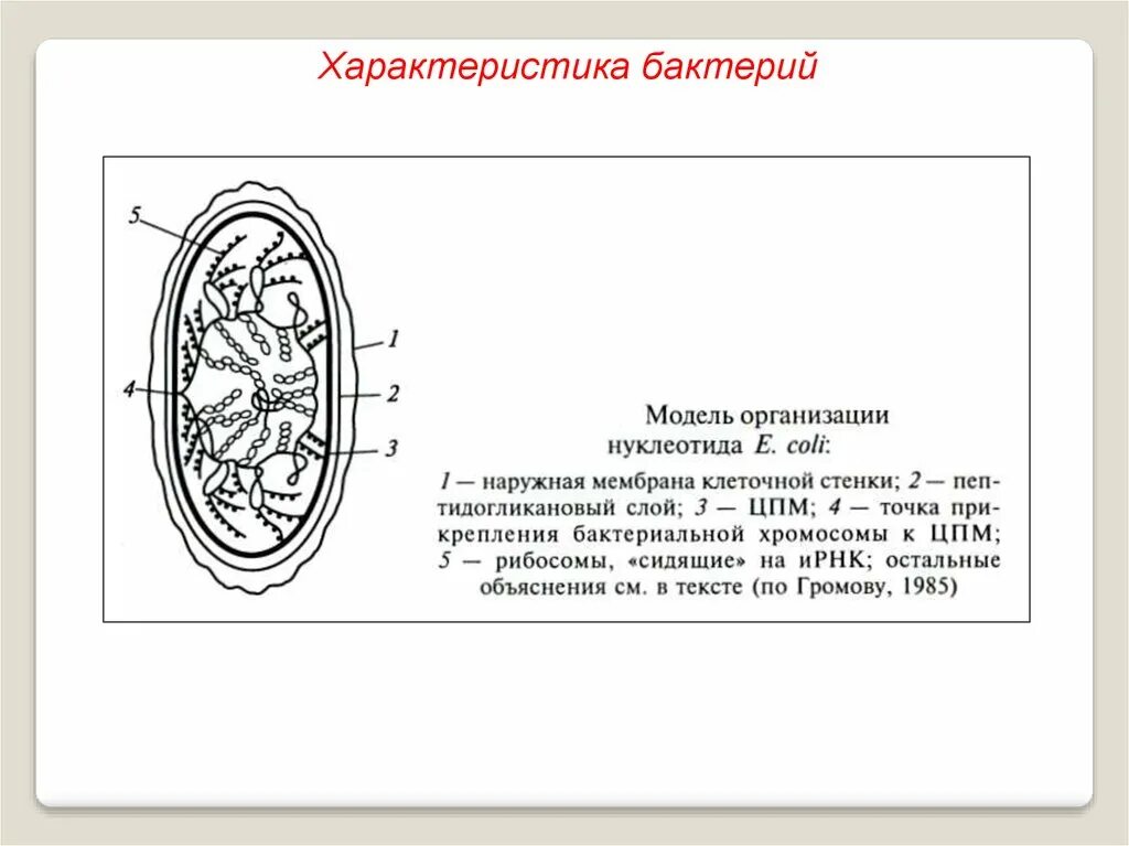 Общие свойства бактерий. Характеристикамбактерий. Характеристика бактерий. Бактериягэ характеристика. Бактерии описание.