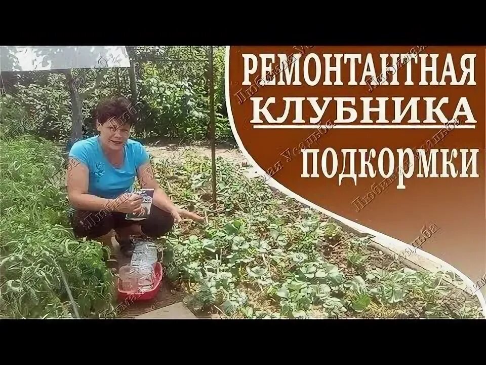 Полить клубнику во время плодоношения. Полить клубнику во время плодоношения. Полить клубнику во время плодоношения. Подкормка клубники перед цветением для большого урожая. Ведро для ягод.