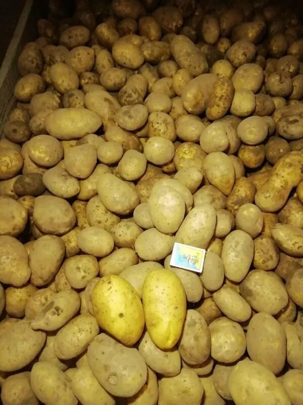 Лучшие сорта картофеля для различных регионов Картофель