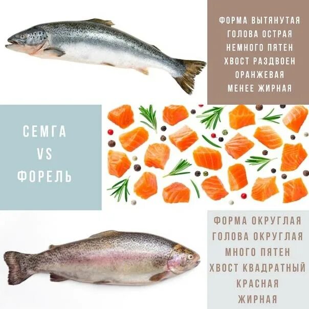 Лосось или семга в чем разница. Семга лосось форель разница. Сёмга и форель отличия. Различие семги и форели. Лосось и форель разница.