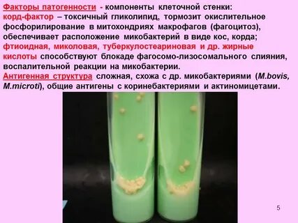 Группа патогенности туберкулеза