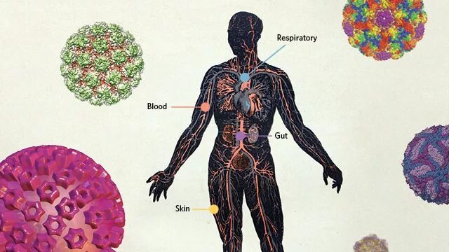Viruses in the body-. Вирус human