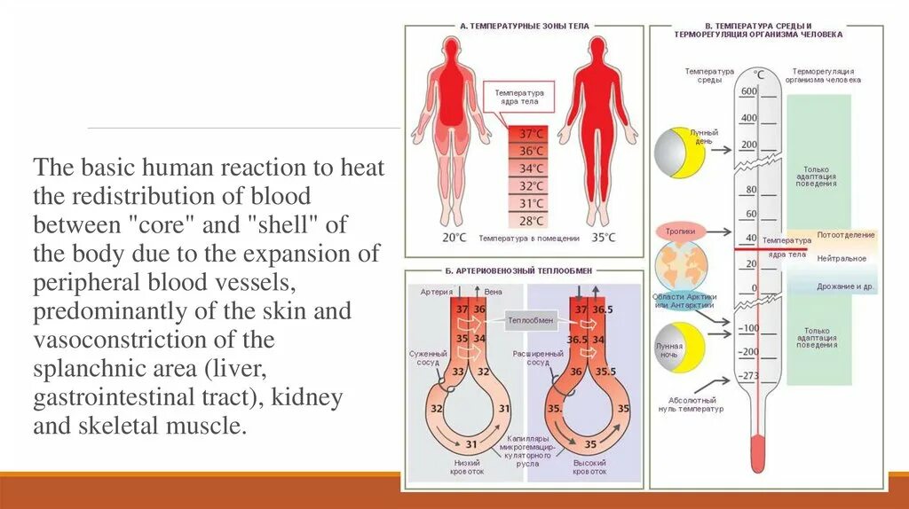 Average Human Reaction. Im Human Reaction. How does the Human body React to a Burn. Write about deamination Reactions in the Human body. Basic human