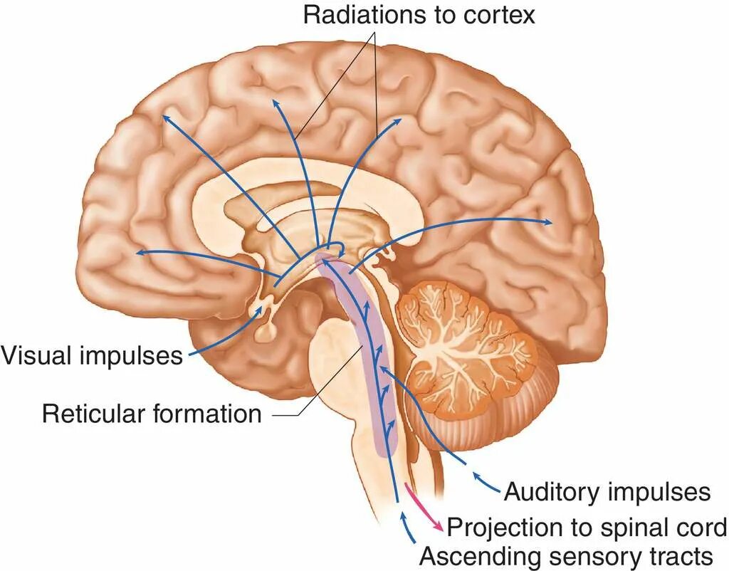 Activate system. Ras the reticular activating System. Reticular formation. Reticular formation of brainstem. Reticular formation in brainstem.