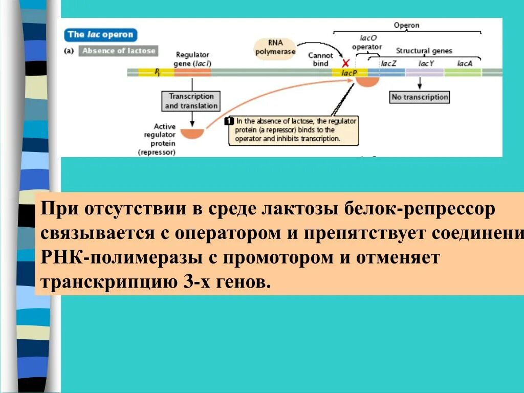 Рнк полимераза обнаруживает промотор. Промотор рнк полимераза. белок репрессор связывается. белок репрессор соединяется с. оператор оперона.