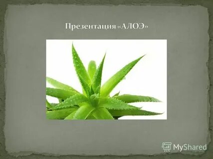 Алоэ 3 класс