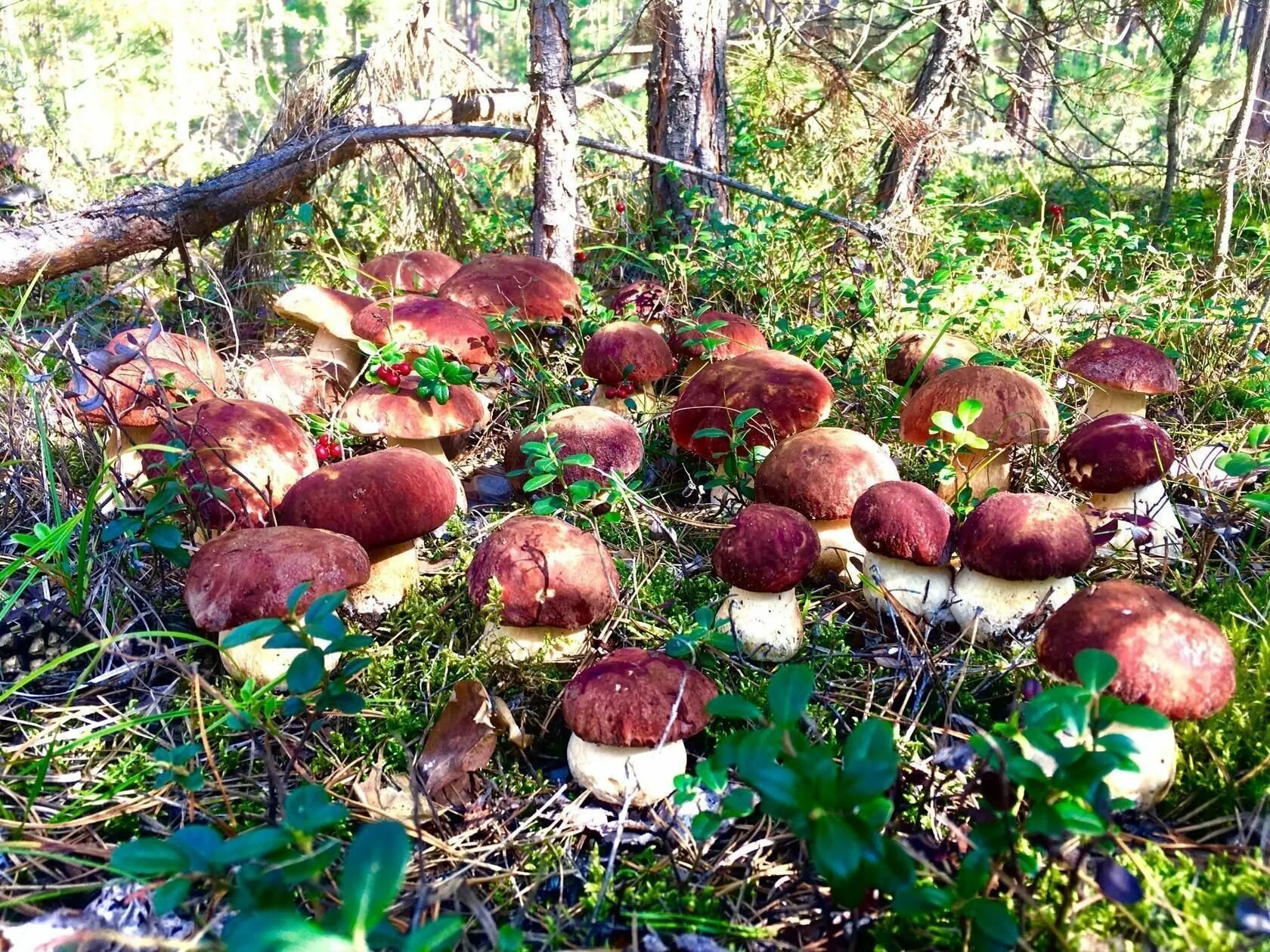 Где в каком лесу растут грибы. Поляна грибов. Белый гриб. Белые грибы Поляна.