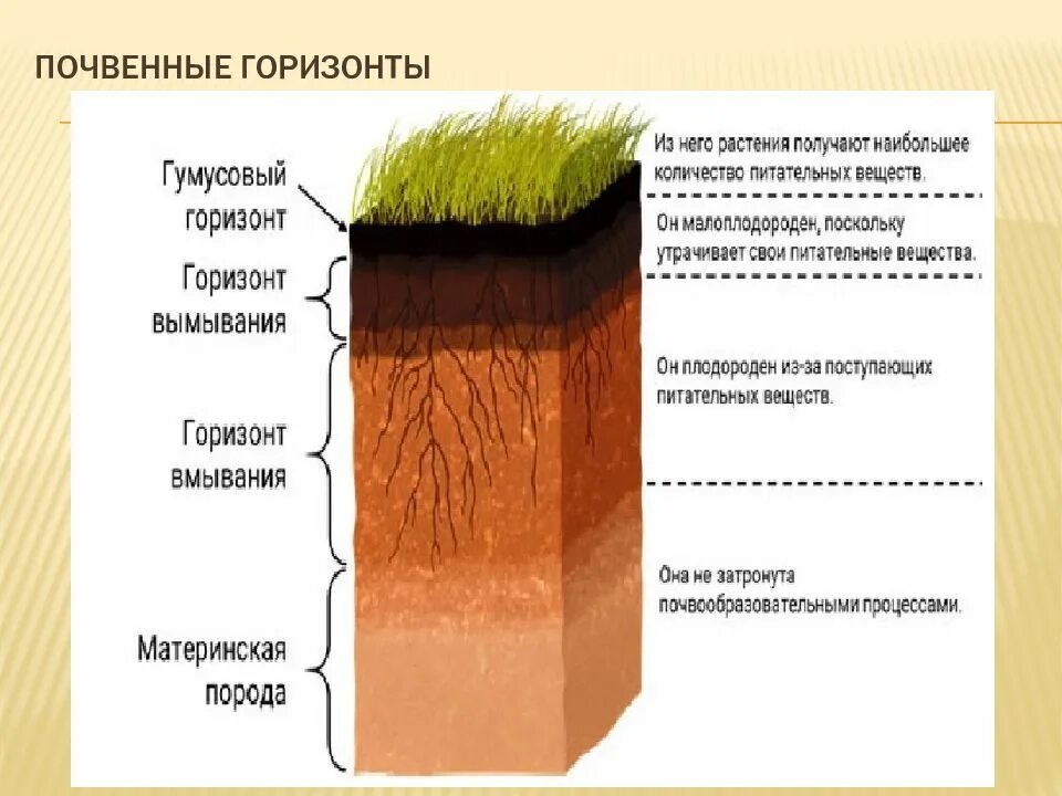 К материнской породе примыкает почвенный горизонт. Структура почвы почвенные горизонты. Строение почвы (схема). Почвенные горизонты.. Почвенный профиль (вертикальный разрез почвы). Строение почвы почвенный профиль.
