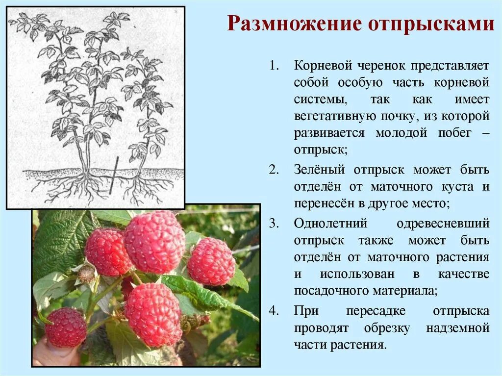 Способы размножения малины. Размножение малины отпрысками. размножение корневыми отпрысками. корневые отпрыски малины. методы размножения клубники.
