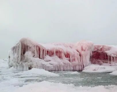 Ледяные водоросли