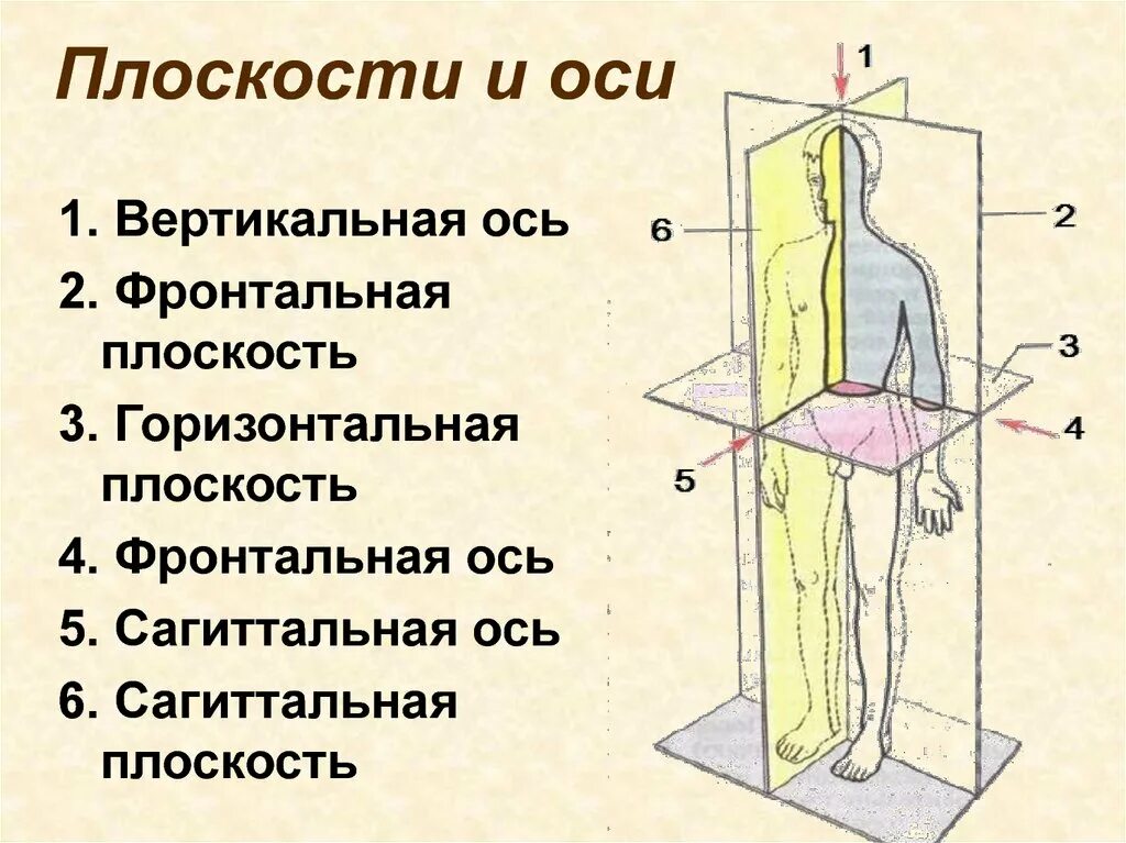 Через тело можно провести одну плоскость симметрии. Фронтальная сагиттальная и горизонтальная плоскость. Фронтальная сагиттальная и вертикальная оси. Анатомические оси и плоскости человека. Оси тела человека в анатомии.