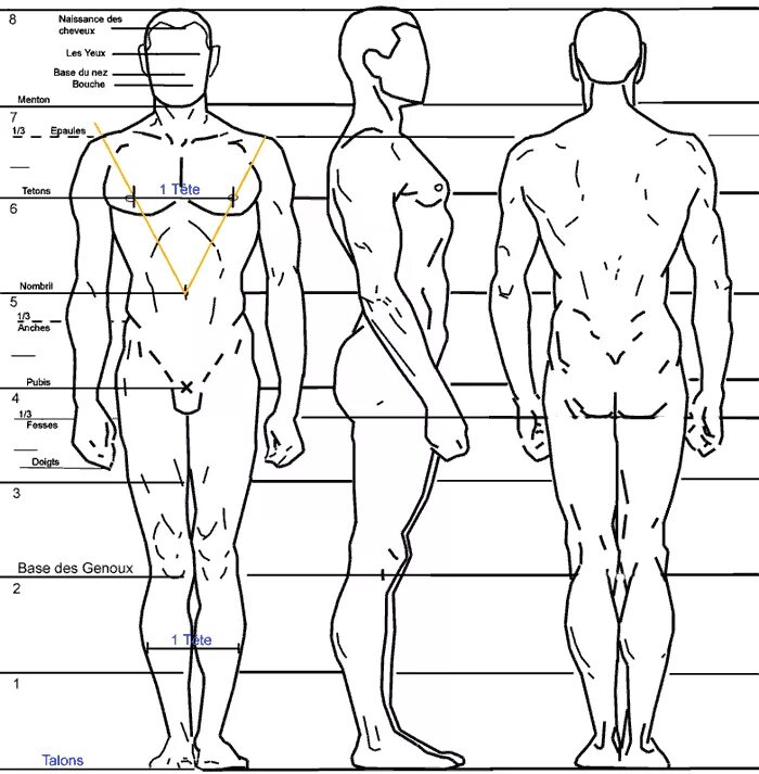 Схема человека. Пропорции тела мужчины для рисования. Тело человека схема. Схема человека спереди и сзади.