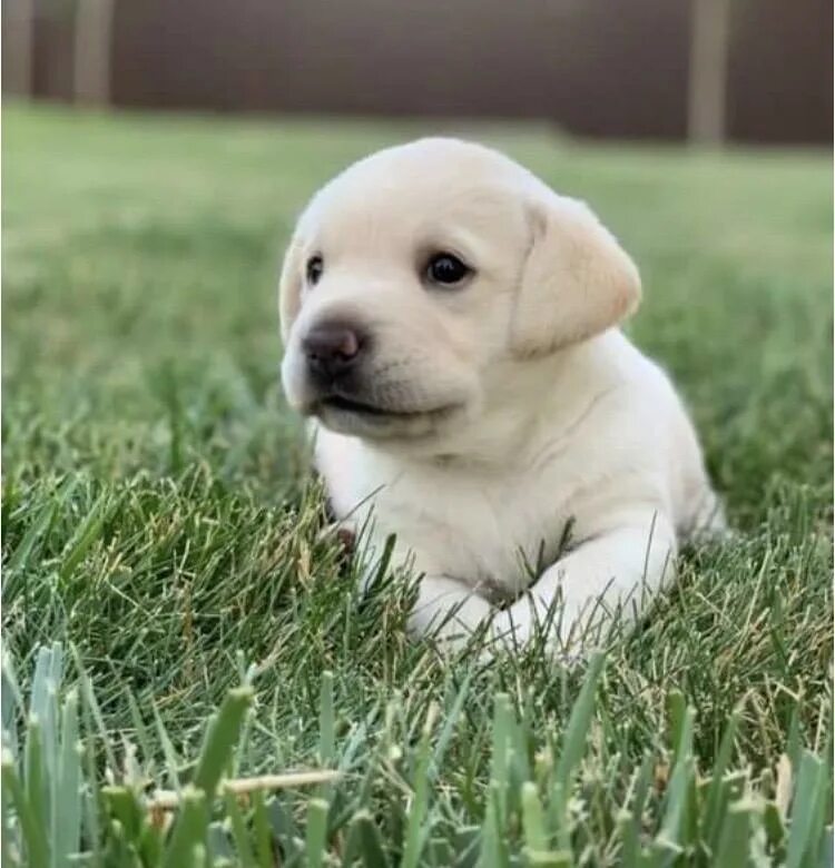 Лабрадорчики щенки. Лабрадор коричневый. Стоит щенок лабрадора. Московский лабрадор. Лабрадор ретривер.