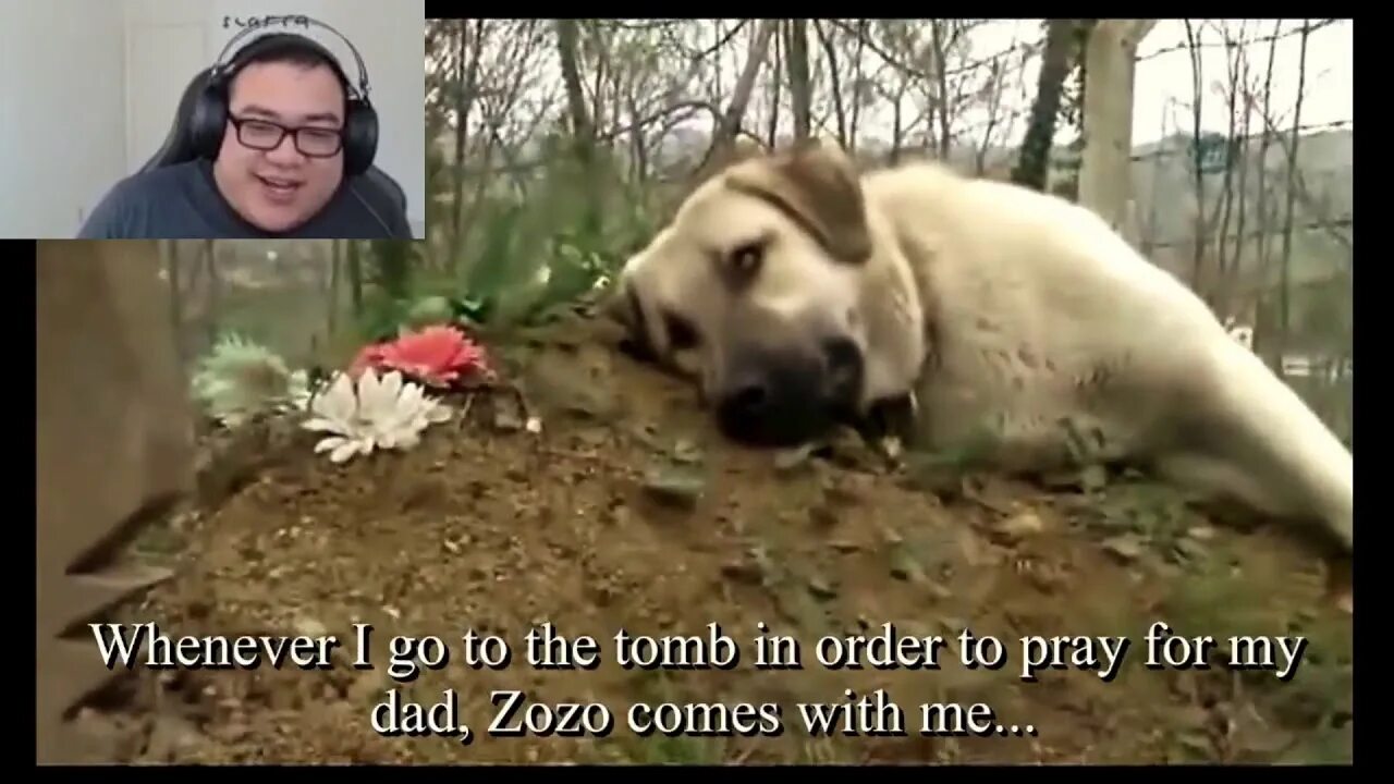 Видео собака привела медведей. Собака плачет на могиле. Собака плачет на могиле хозяина.
