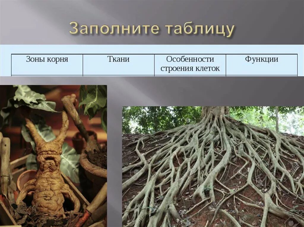 Корни растения бывают. Дыхательные корни. Дыхательные корни цветы. Корень растения для презентации. Корень осевой орган растения.