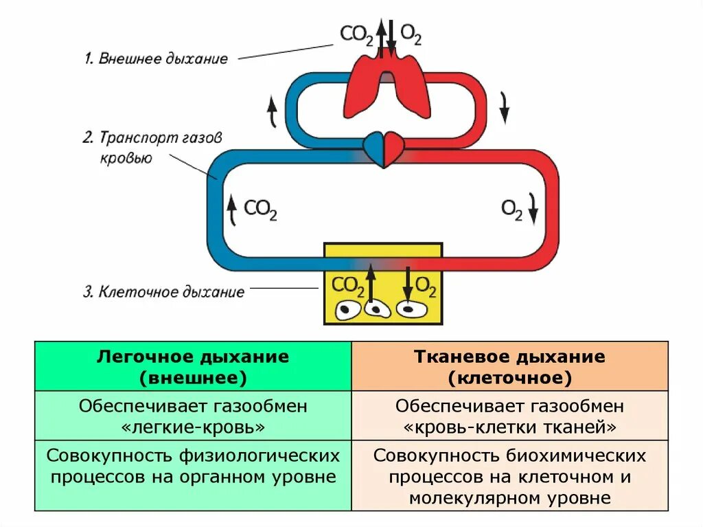 Внешнее дыхание транспорт газов кровью тканевое дыхание. Транспорт дыхательных газов кровью. Этапы дыхания транспорт газов кровью. Схема этапы дыхания. 3 перенос газов кровью