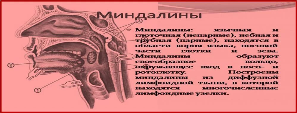 Валики глотки. Строение небной миндалины анатомия. Анатомия горла аденоиды. Лакуны миндалин анатомия. Глоточная миндалина анатомия.