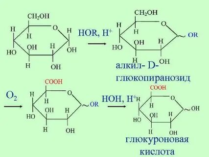 Роль глюкуроновой кислоты