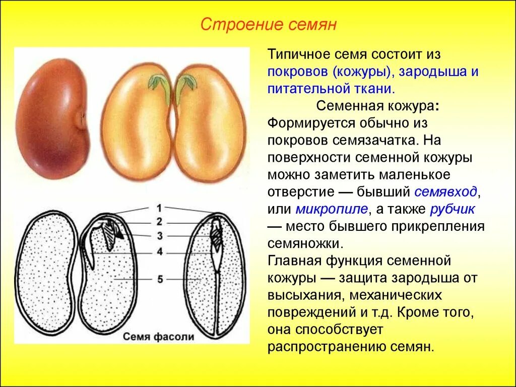 Кожурой составить. Семена однодольных и двудольных растений. Строение семян однодольных и двудольных растений. Строение однодольного семени. Строения семян двудолного растение.