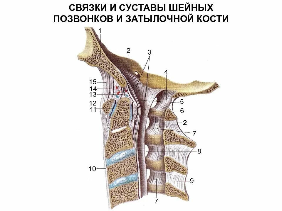 Латеральный атлантоосевой сустав. Связки атланто затылочного сустава. Атланто затылочный сустав мембраны. Связки шейного отдела позвоночника анатомия.