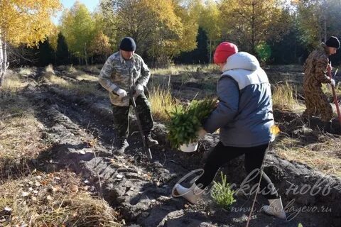 Сельское лесничество