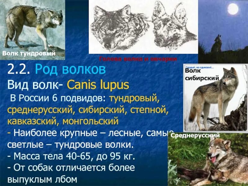 Чем отличается волк от шакала. Среднерусский Лесной волк. Виды Волков. Подвиды Волков. Волк биология.