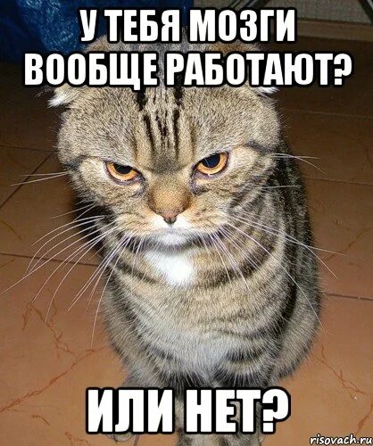 Трудовик Мем кот. Мемы с котами с матами. Кот улыбается Мем. Кот на солнце Мем.