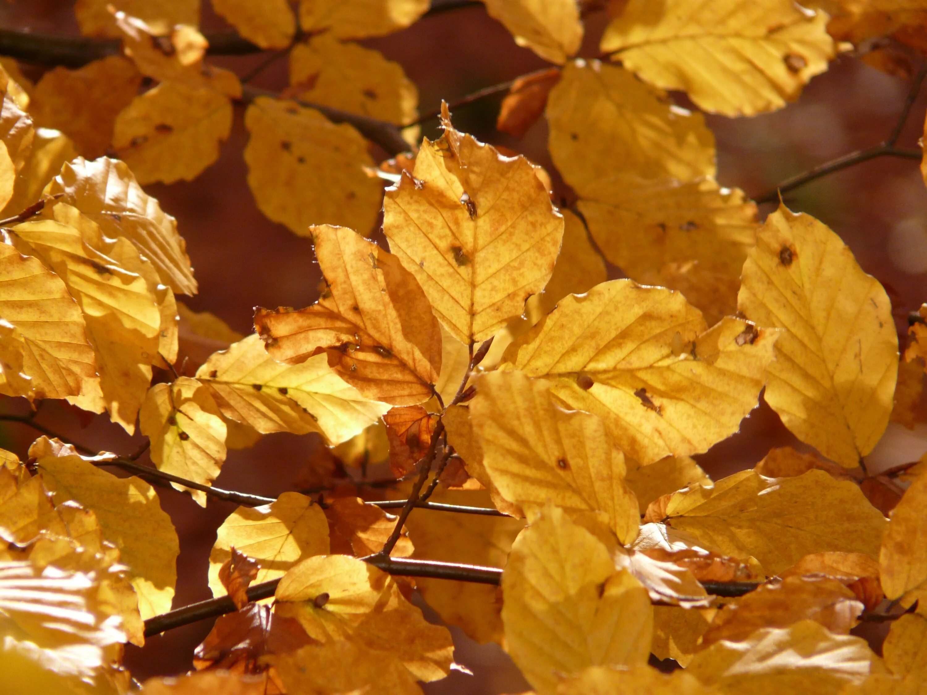 Beech Trees Francis O. Acland слушать онлайн на Яндекс Музыке