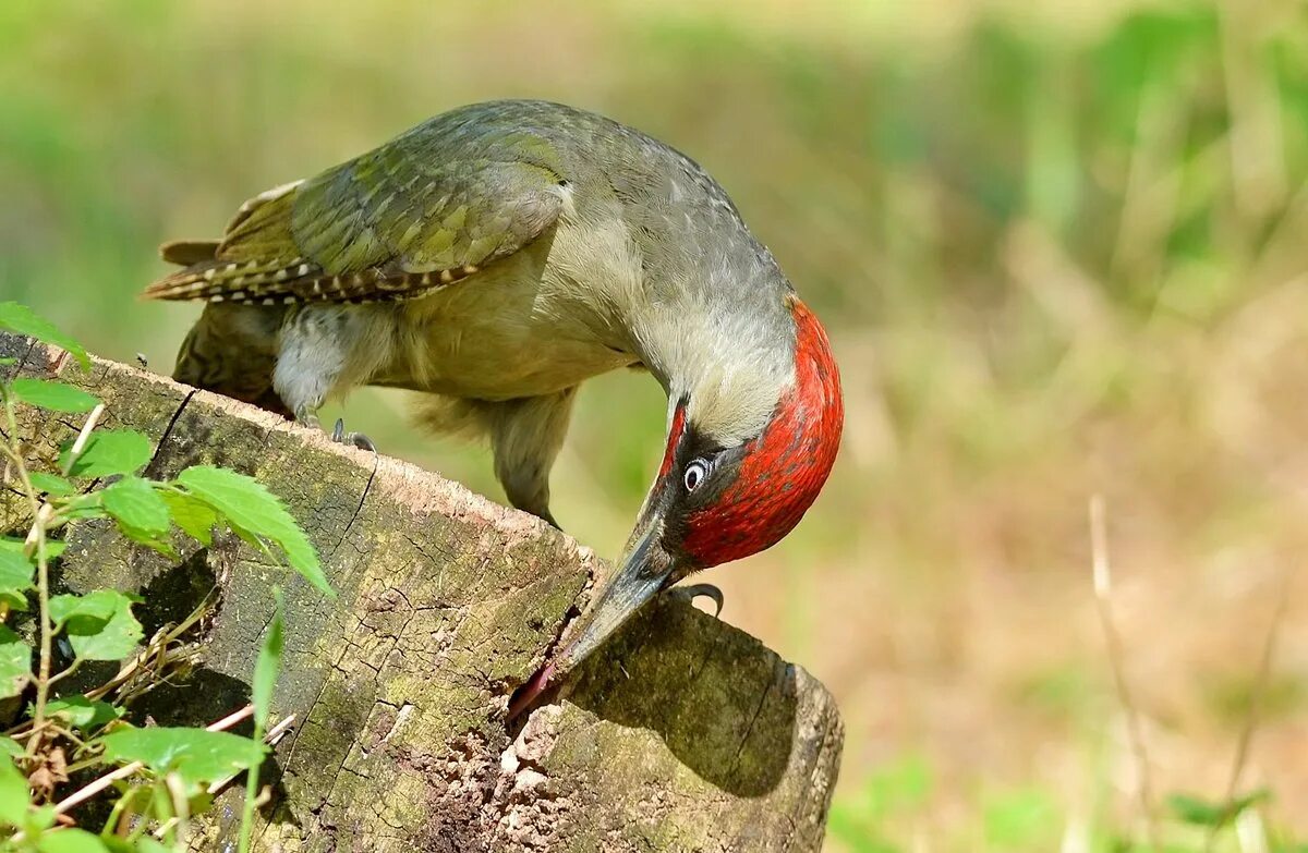 Зеленый дятел (Рiсus viridis) Bird photo, Birds, Bird