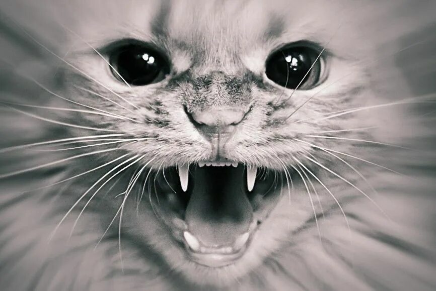 Лицо кисы. Злая кошка. Злая кошка картинки. Кот рычит.