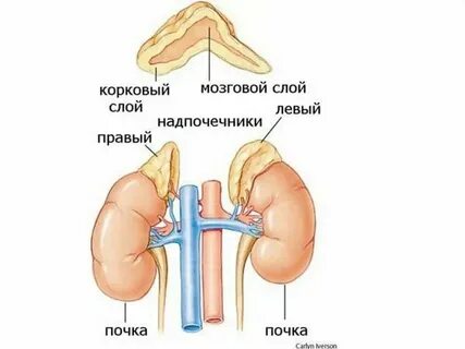 Анализы для почек и надпочечников