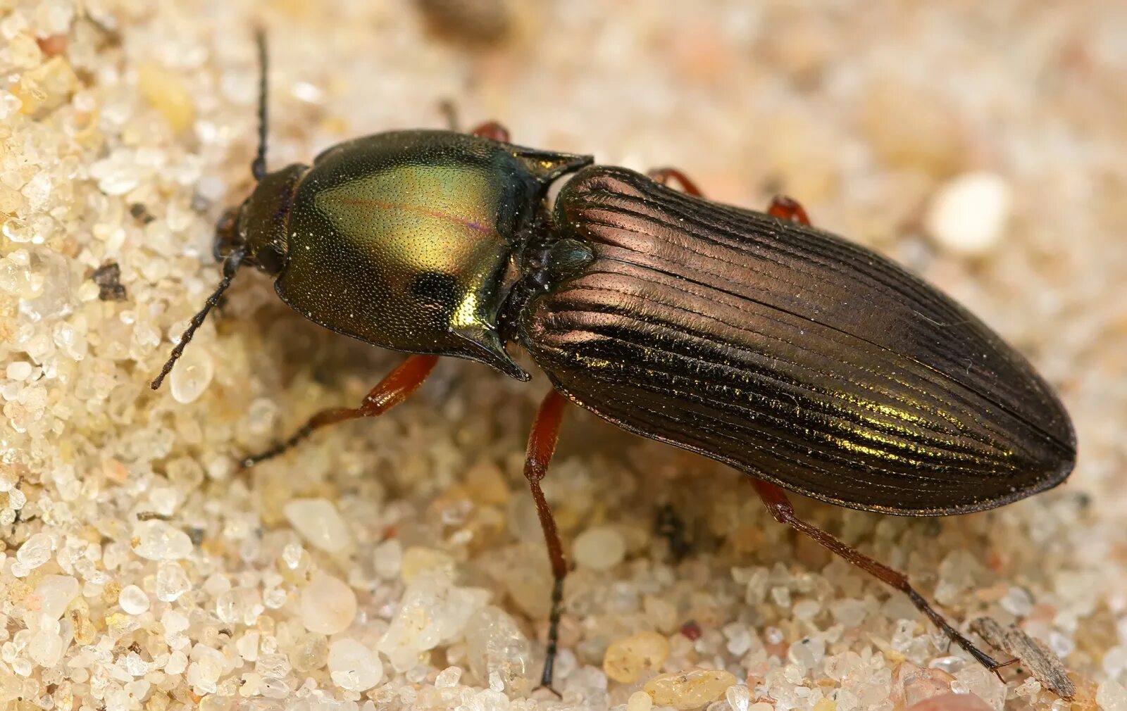Щелкун Selatosomus (Selatosomus) coreanus (Miwa, 1928) - автор фото В.С.Волкотру
