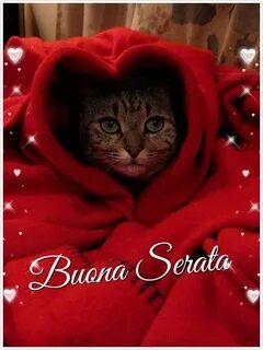 Котик в одеяле