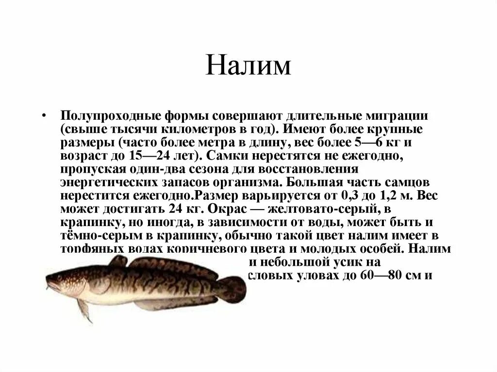 Рыба налим байкальский. Тонкохвостый налим. Налим семейство тресковых. Налим тема. Налим иллюстрации.